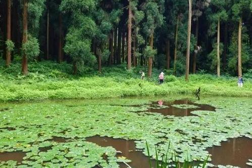 天鹅林场最新爆料,揭秘背后惊人真相